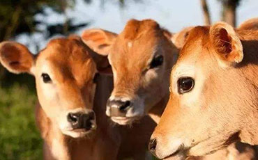 在農村養幾頭牛一年能掙10萬？