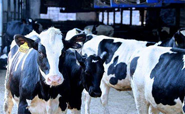 阿有珍的彝族合作社，新東牛奶制冷罐