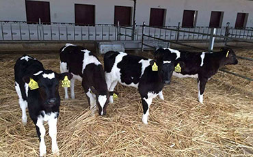 幾種養牛節省飼料小常識，你知道幾條？