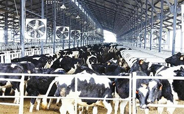 犢牛采食精料和粗飼料的重要性