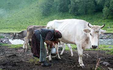 邢滿倉的生態牧場，搭上新東牛奶制冷
