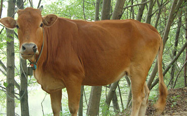 奶牛產后癱的病因分析與治療措施