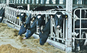 新東機械制冷罐冷藏鴨血，保障食品安全與品質