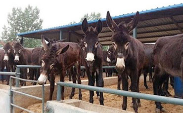 養牛戶與牛販子：一個半夜喂牛，一個睡在牛舍