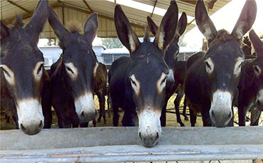 秋天注意啦！這4種飼草喂牛，100%出問題！