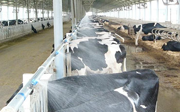 如何充分的發揮玉米青貯的營養潛力