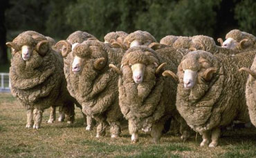 阿有珍的彝族合作社，新東牛奶制冷罐讓“高原奶”走得更遠