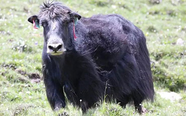 新東機械豬血冷藏罐，河北任丘豬血加工廠的“保鮮密碼”