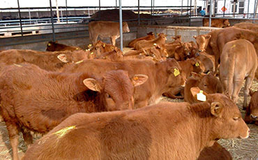 好奶產自好牛！快來看看內蒙古呼倫貝爾的三河牛～