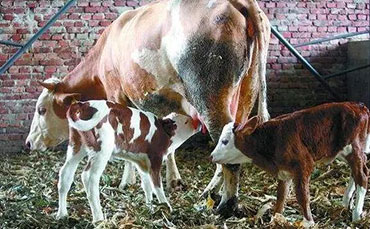 牛傳染性角膜炎的防治